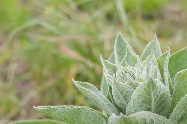 Mullein Leaves Close Daylight Outdoors Spring — Stock Photo, Image