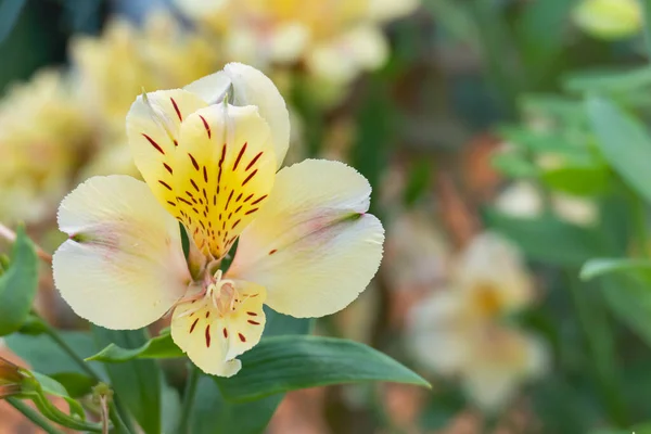 Szczegółowy Widok Złotego Kwiatu Alstroemeria Kwitnącego Zewnątrz — Zdjęcie stockowe