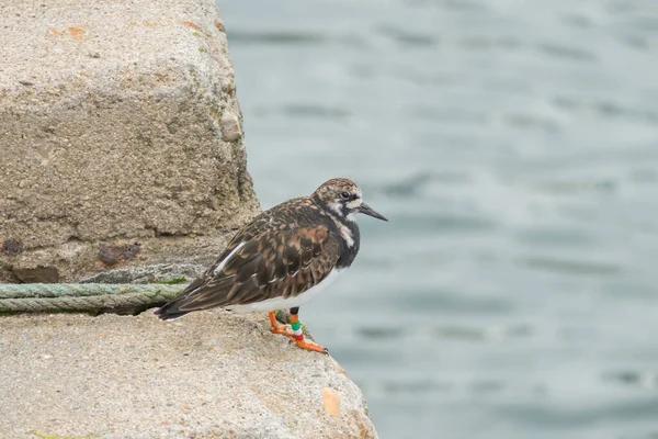 Tornstone Pájaro Encaramado Pie Escalera Piedra Cerca Del Mar — Foto de Stock