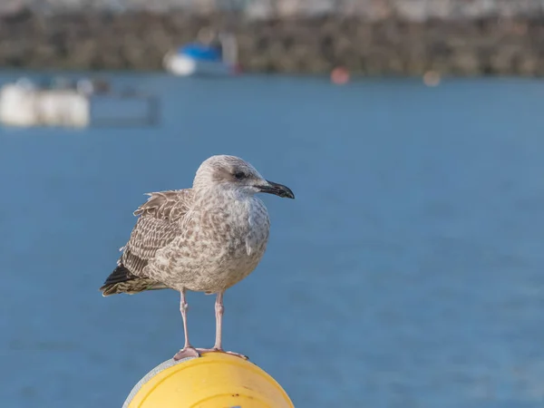 Juvenile Yellow Legged Gull First Winter Plumage Close View Outdoors — Stock Photo, Image
