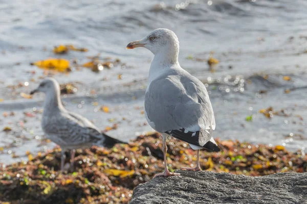 Pájaro Gaviota Patas Amarillas Vista Desde Atrás Iluminada Con Luz — Foto de Stock