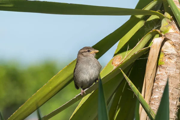 Pássaro Pardal Fêmea Empoleirado Uma Folha Planta Iúca Livre Com — Fotografia de Stock