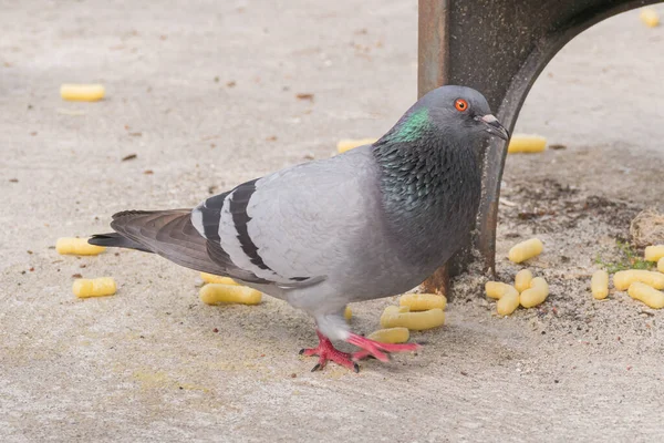 鳩が公園を歩いて食べ物を探している姿を間近に見ることができます — ストック写真