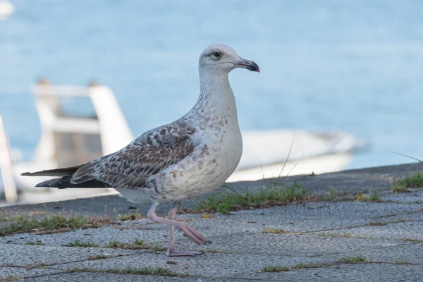 Gaviota Patas Amarillas Juveniles Camina Parque Sombra Por Tarde — Foto de Stock