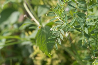Mercimek bitkisinin yaprakları dışarıda güneş ışığıyla birlikte büyüyor.