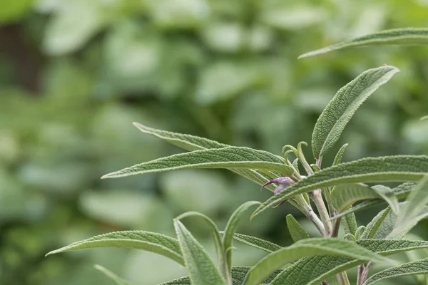 Close View Salvia Leucantha Plant Leaves Growing Outdoors — Stock Photo, Image