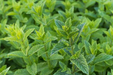 most grown peppermint plant among other plants in outdoor garden