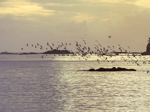 Σμήνος Μαυροκέφαλων Γλάρων Πετούν Πάνω Από Θάλασσα Κατά Διάρκεια Του — Φωτογραφία Αρχείου