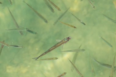 İspanya, Galiçya 'da güneş ışığı alan deniz yüzeyine yakın bir yerde atherina presbyter balığının görüntüsü