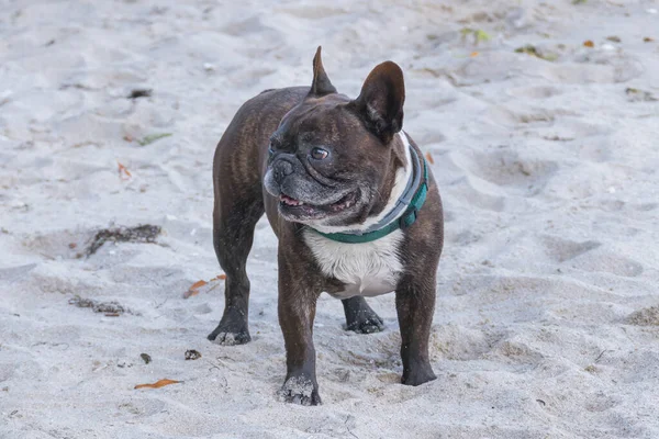 Pysyvä Ranskalainen Bulldog Tippuu Rantahiekalle Kesällä Ulkona — kuvapankkivalokuva