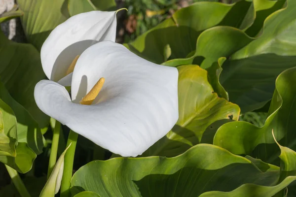 Widok Calla Lilia Kwiat Rośnie Nasłonecznieniem Zewnątrz Wiosną — Zdjęcie stockowe