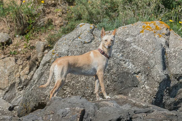 Perro Madriguera Perro Aire Libre Verano — Foto de Stock