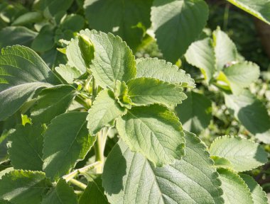 Hindistan 'ın kolesistektomi bitkisi güneş ışığıyla birlikte bahçeye yakın bir yerde büyüyor.