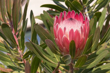 Fare kulaklı canlı yeşil yosun Bryophyta 'nın detaylı görüntüsü. Küçük Fare kulaklı Chickweed Cerastium fontanum bitkileri ve orman tabanındaki diğer vahşi bitkiler.