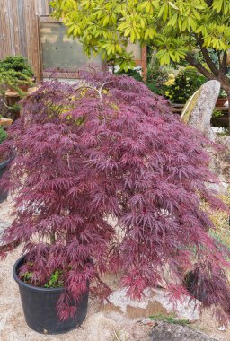 Fare kulaklı canlı yeşil yosun Bryophyta 'nın detaylı görüntüsü. Küçük Fare kulaklı Chickweed Cerastium fontanum bitkileri ve orman tabanındaki diğer vahşi bitkiler.