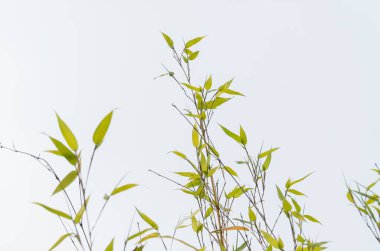 Narin yeşil bambu yaprakları ve ince gövdelerin minimalist görüntüsü parlak üniformalı beyaz gökyüzüne karşı siluet, büyüme ve barış öneriyor.