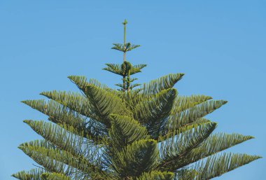Bir Araucaria heterophylla veya Norfolk Adası Çamı 'nın belirgin simetrik taç açık mavi bir gökyüzüne karşı siluetli dalları vardır.