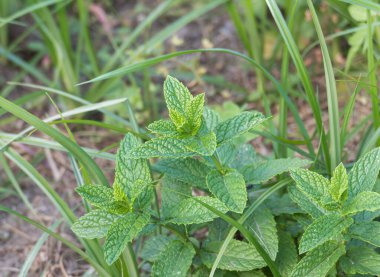 Doğal bir bahçe ortamında çimlerin arasında yetişen yeşil nane yaprakları.