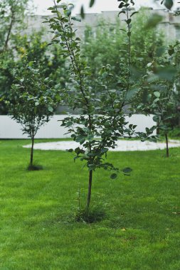 Yeşil çim 5253 genç ağaç.