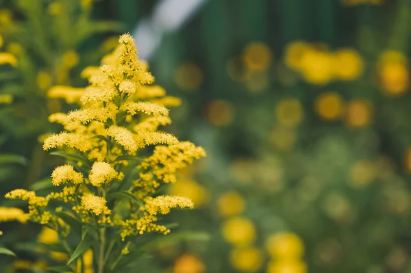 The plant goldenrod in bloom 5135. — Stock Photo, Image