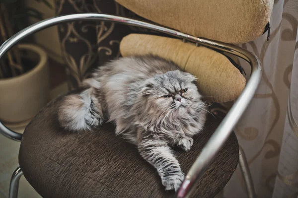 Fluffy gato sentado en la silla 5195 . — Foto de Stock