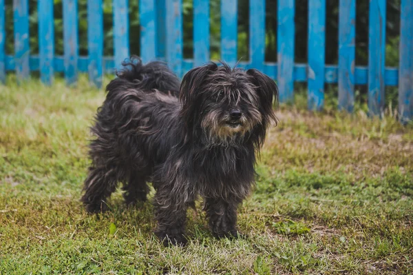 Yünlü köpek 5138. — Stok fotoğraf