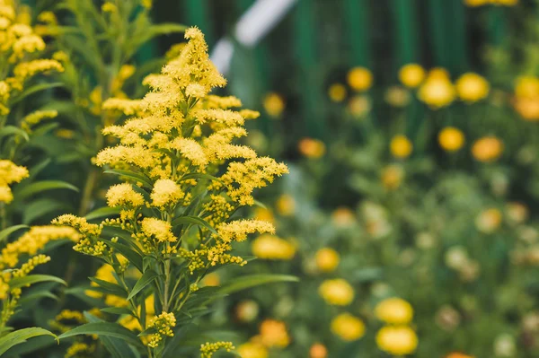 The plant goldenrod in bloom 5136. — Stock Photo, Image