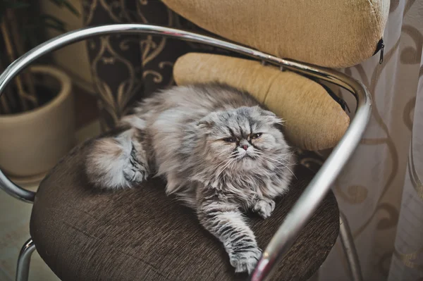 Un gran gato esponjoso en la silla 5196 . — Foto de Stock