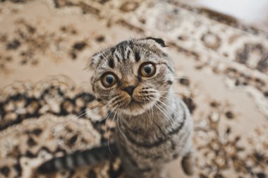 Yuvarlak yüz kediye çerçevesine 6256 görünüyor.