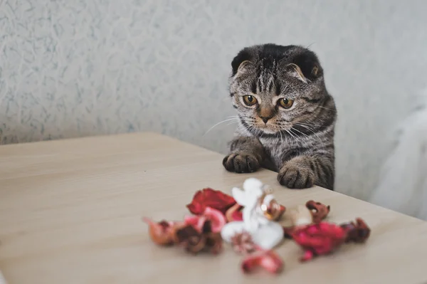 Um gato com orelhas encaixadas joga na mesa 6216 . — Fotografia de Stock