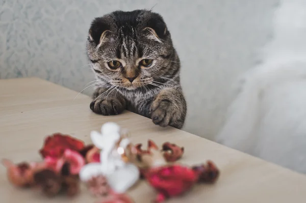 Le chat touche les pattes sur la table 6218 . — Photo