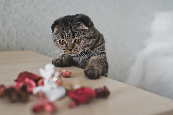 O gato toca coisas de pata na mesa 6221 . — Fotografia de Stock