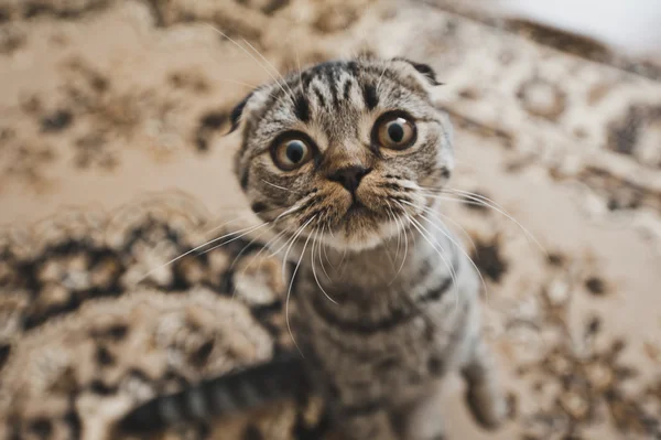 Retrato de gato con cara redonda 6254 . — Foto de Stock