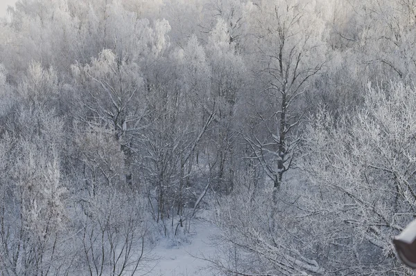 Winterlandschaft Bäume mit Frost bedeckt 6285. — Stockfoto