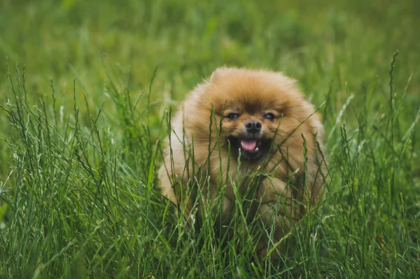 Chihuahua köpek yeşil çim 6291. — Stok fotoğraf