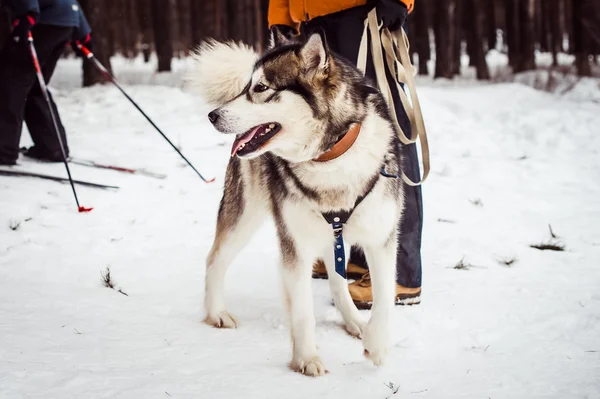 Chien de race du husky 793 . — Photo