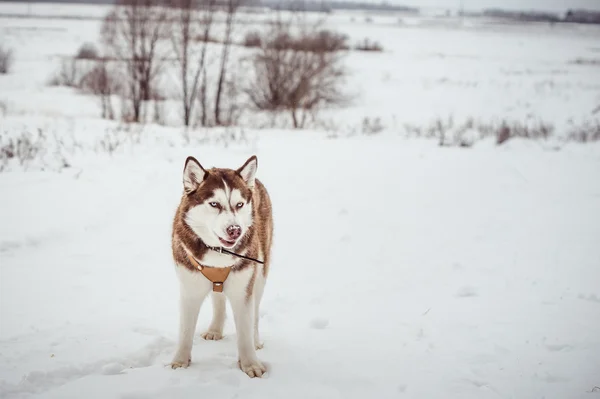 Cão de raça do husky 796 . — Fotografia de Stock