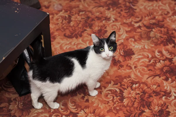 Retrato de un gato 880 . — Foto de Stock