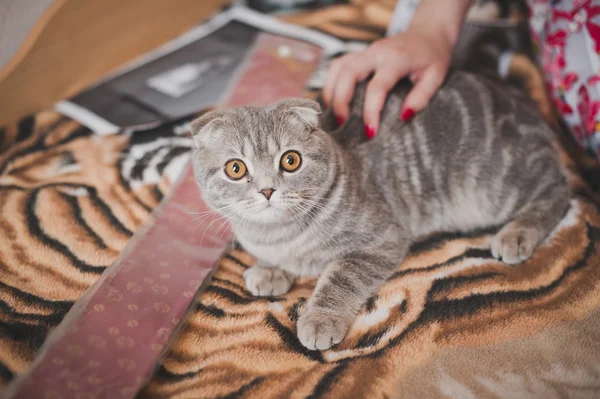 Fluffy gato 1121 . — Foto de Stock