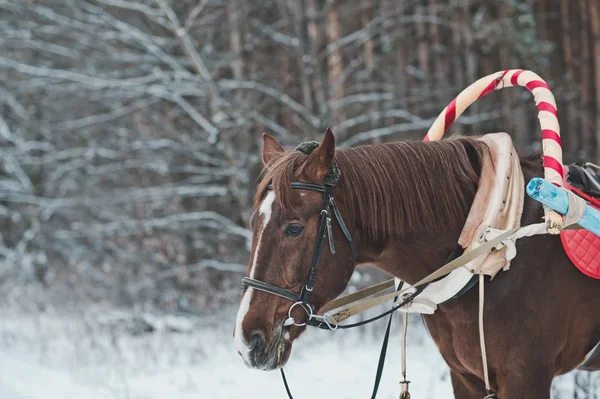 Cavalo no inverno na floresta 1477 . — Fotografia de Stock