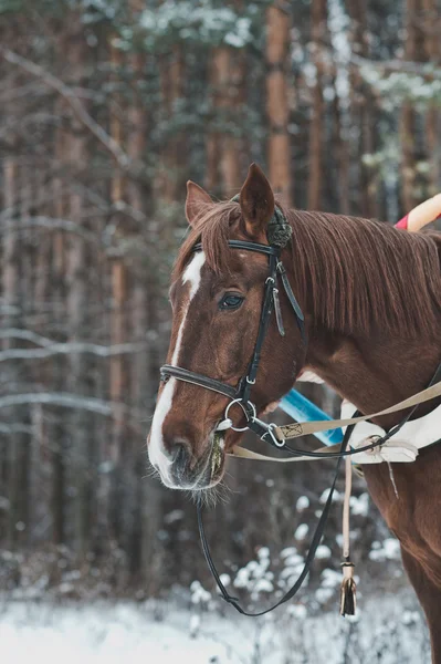 1479 木で冬馬. — ストック写真