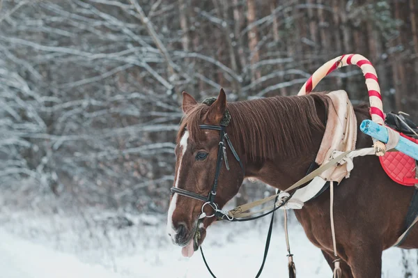 Cavalo no inverno na floresta 1478 . — Fotografia de Stock