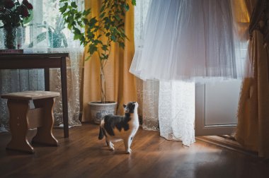 Kedi ve 1719 gelinlik.