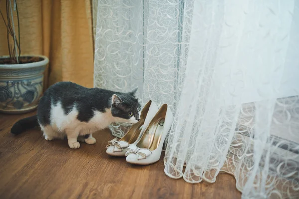 猫和婚礼鞋 1723. — 图库照片