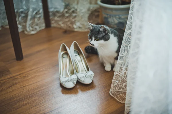 猫和婚礼鞋 1726. — 图库照片
