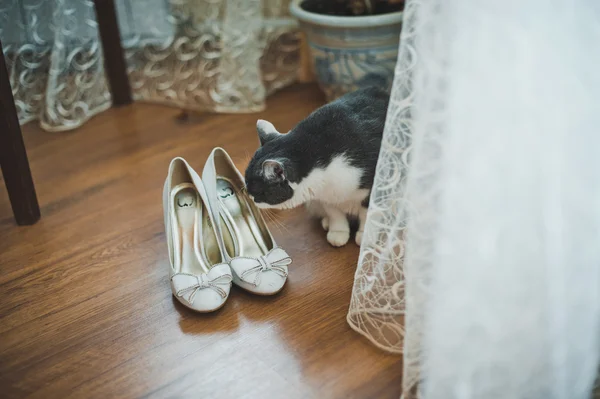 Gato y zapatos de boda 1725 . —  Fotos de Stock