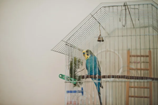 Cage with a parrot 1800. — Stock Photo, Image