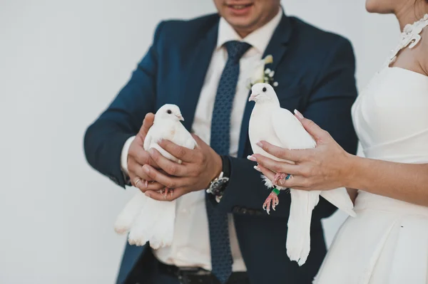 Pigeons in hands 2364. — Stock Photo, Image