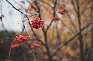 Üvez meyveleri kış 2489 öncesi ile şube.