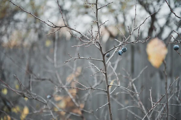 Karaçalı şube 2490.